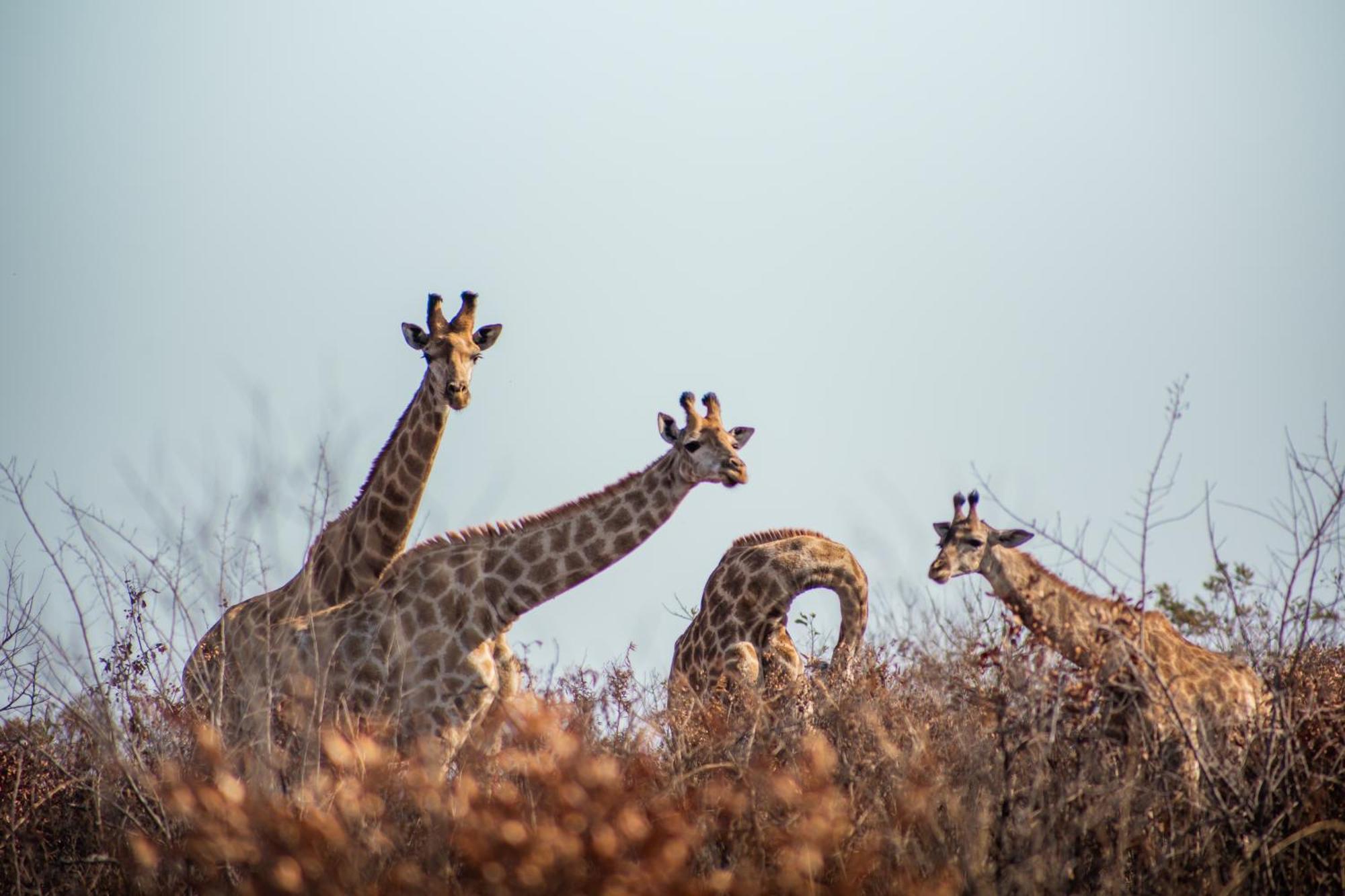 Ndhula Luxury Tented Lodge Уайт-Ривер Экстерьер фото