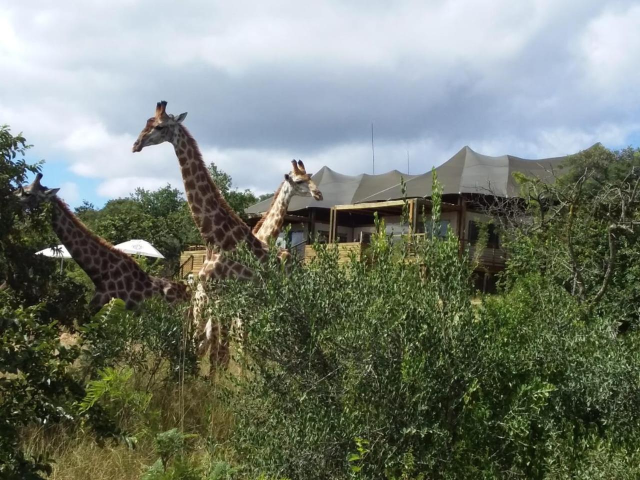 Ndhula Luxury Tented Lodge Уайт-Ривер Экстерьер фото